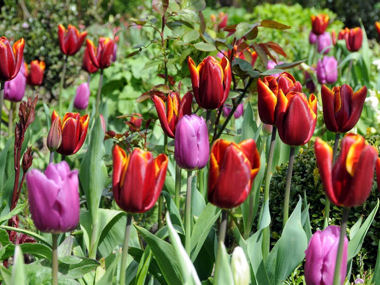 Update tuinagenda bloembollen route 23 en 24 april 10.00-17.00 uur!